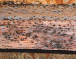 What Does Black Mold Look Like | Miami Mold Specialist