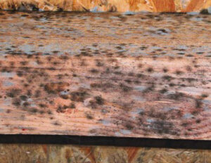 What Does Black Mold Look Like | Miami Mold Specialist