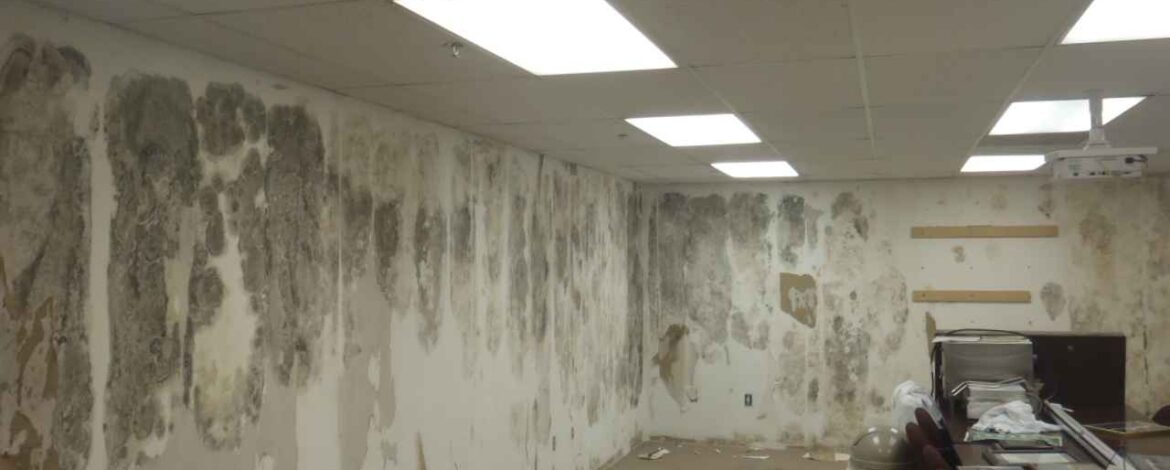 Mold, Testing, and Remediation | Mold | CDC